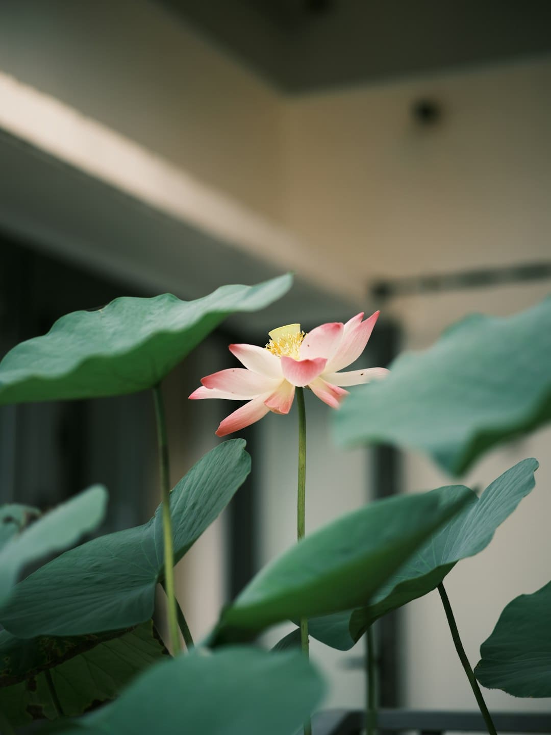 《麻花特高兴2》举行媒体看片会 节目主创现场“爆料”暗地故事